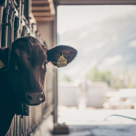 Kinderbauernhof Scharrerhof Hollersbach im Pinzgau Buitenkant foto