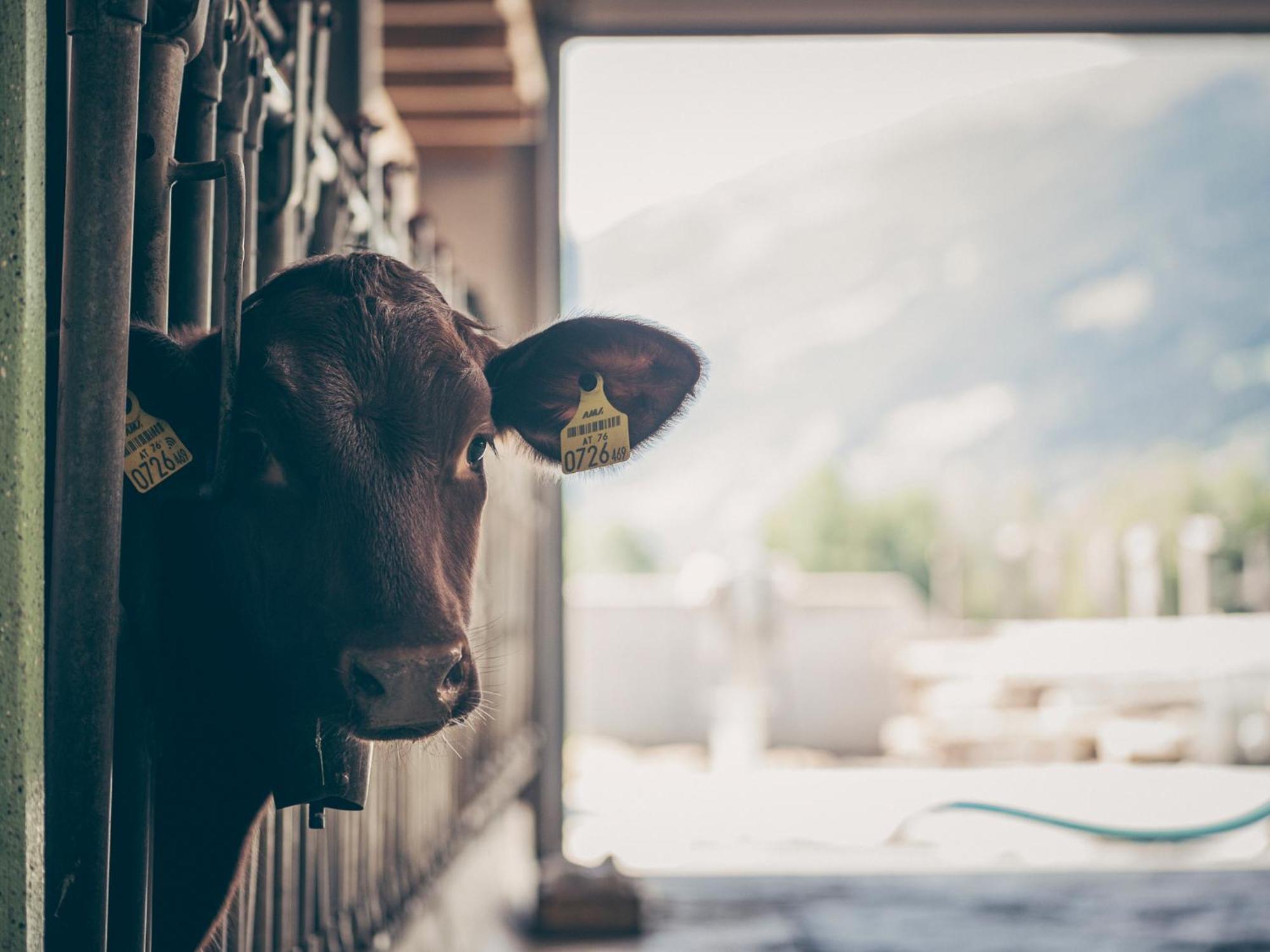 Kinderbauernhof Scharrerhof Hollersbach im Pinzgau Buitenkant foto